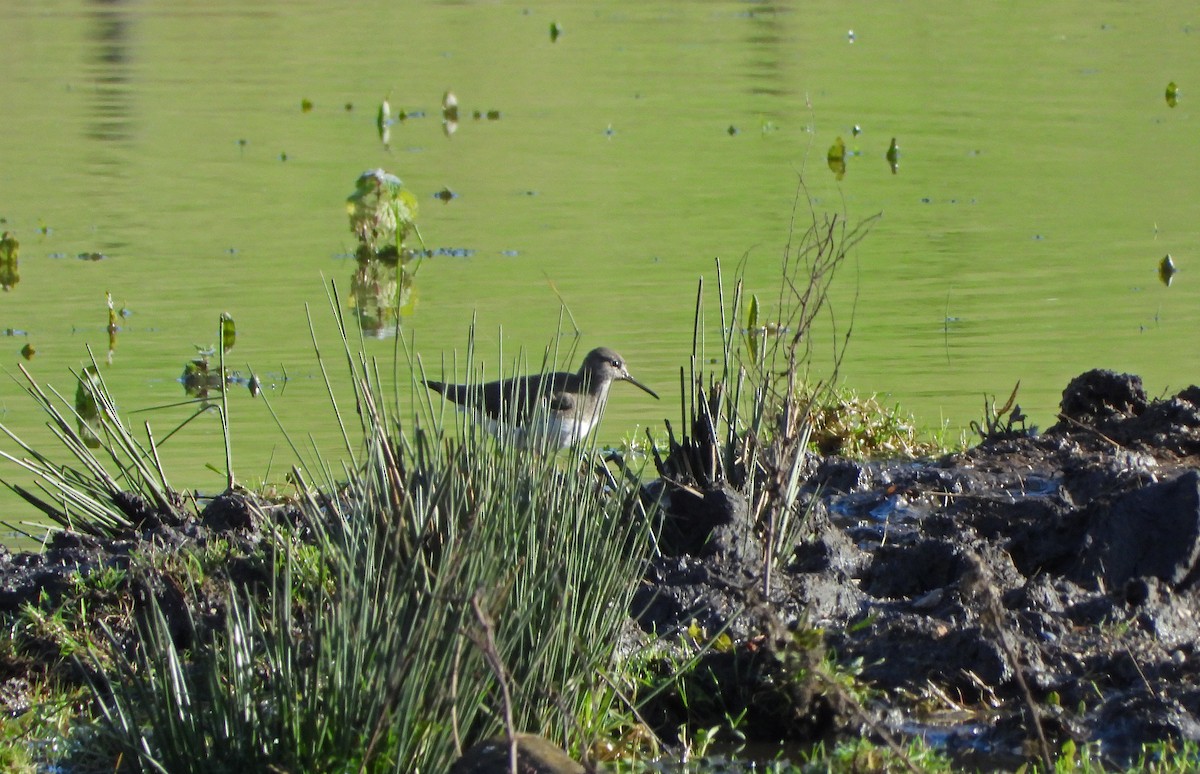 Green Sandpiper - ML611229893