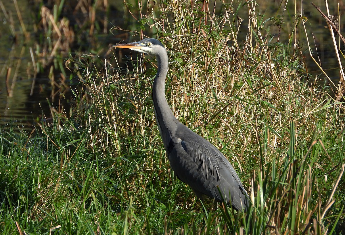 Gray Heron - ML611229901