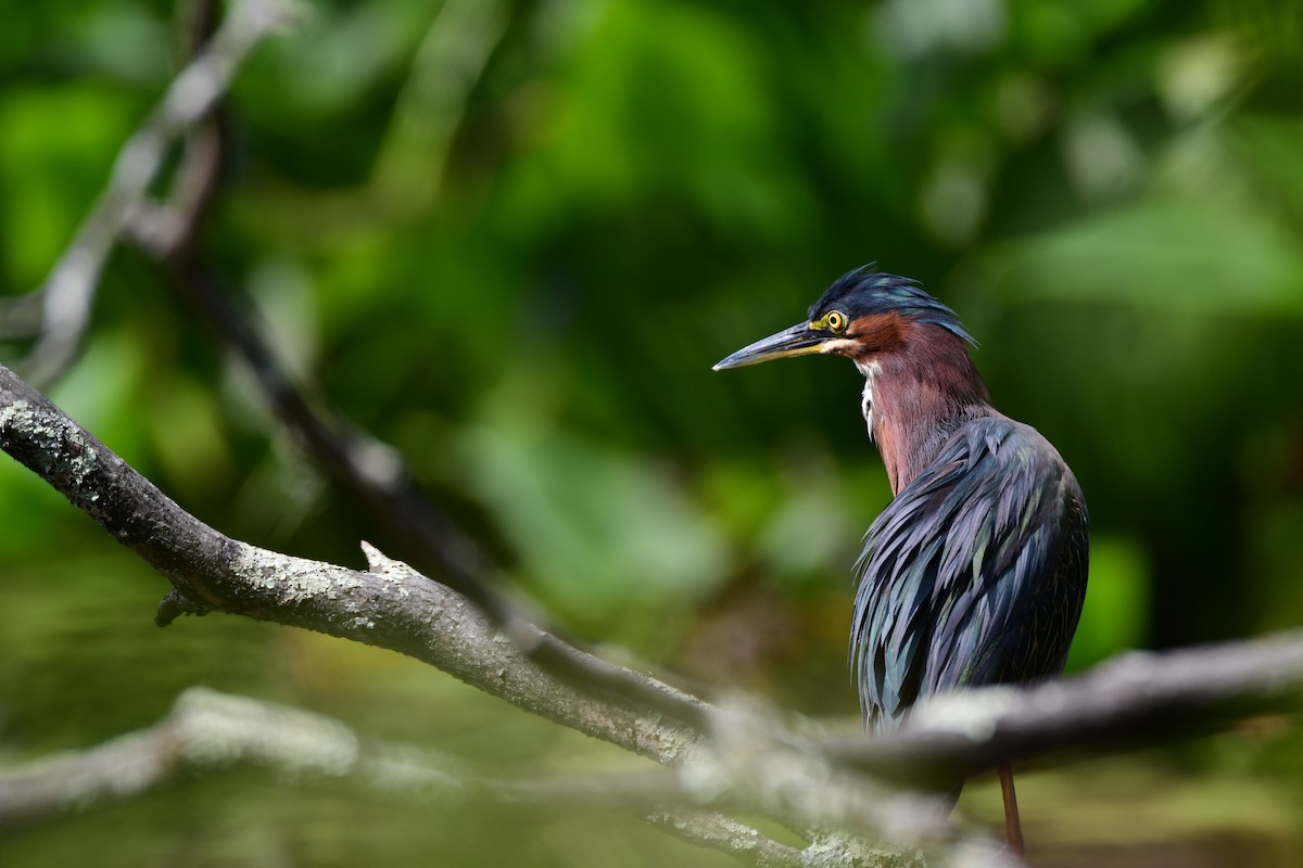Green Heron - ML611229912