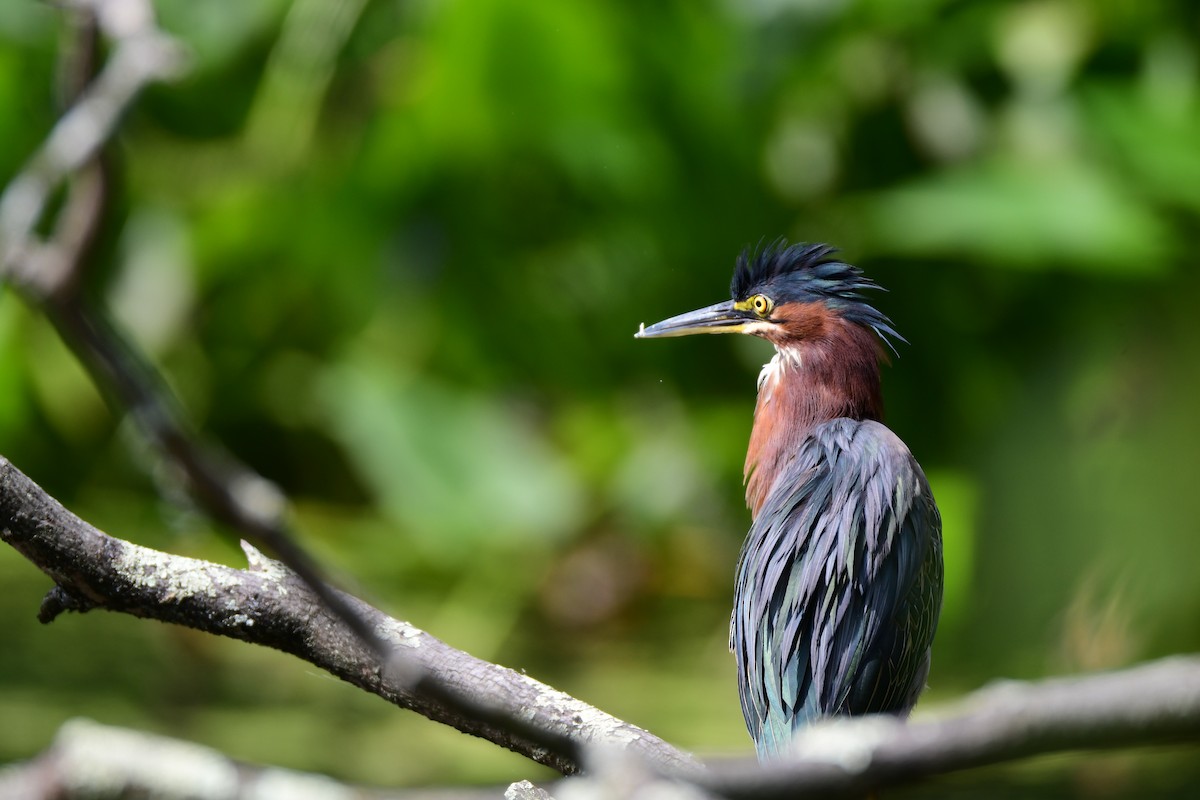 Green Heron - ML611229913