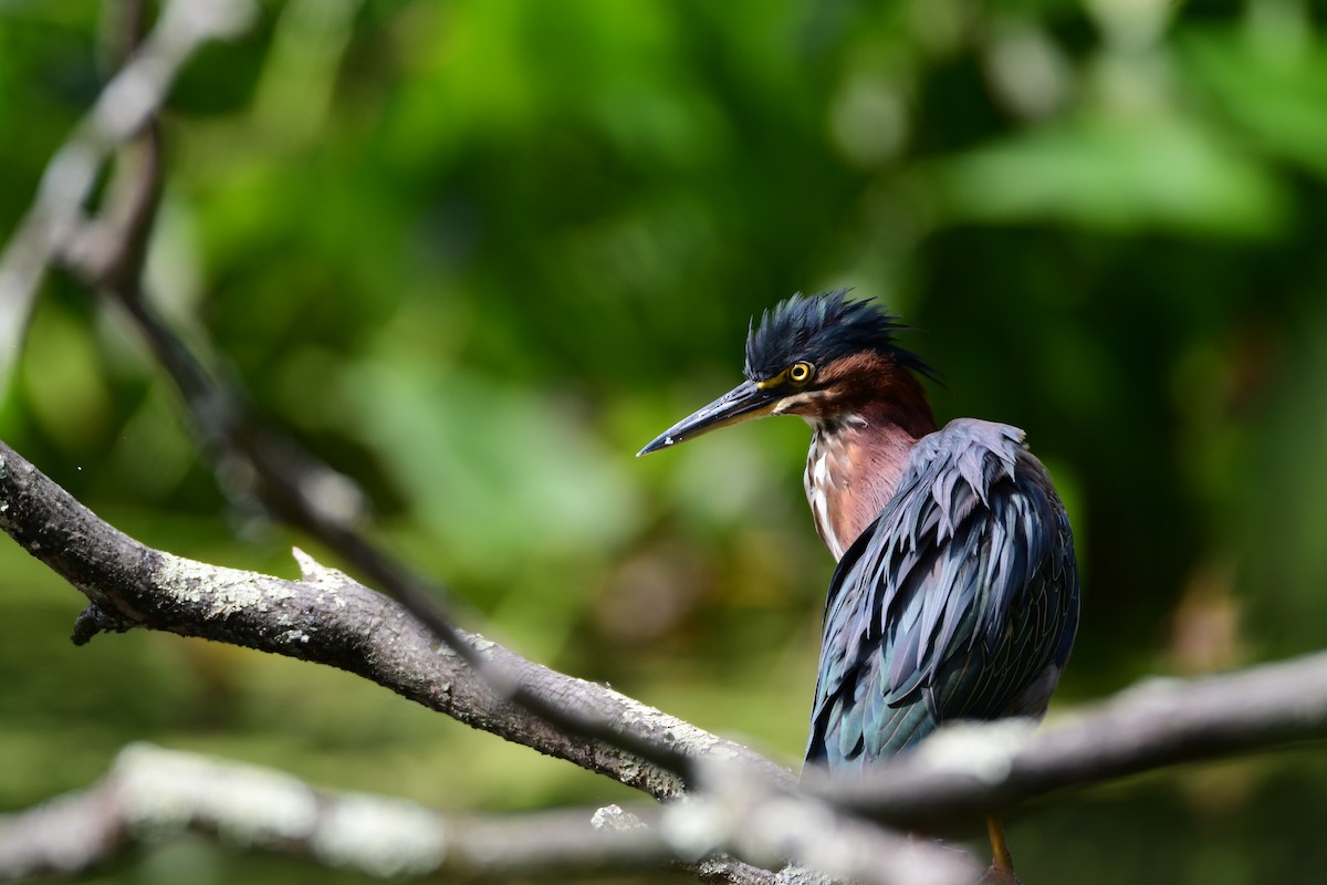 Green Heron - ML611229914