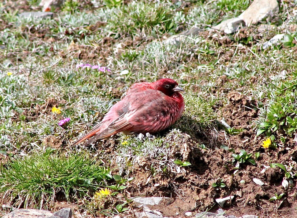 Tibetan Rosefinch - Martin Hosier