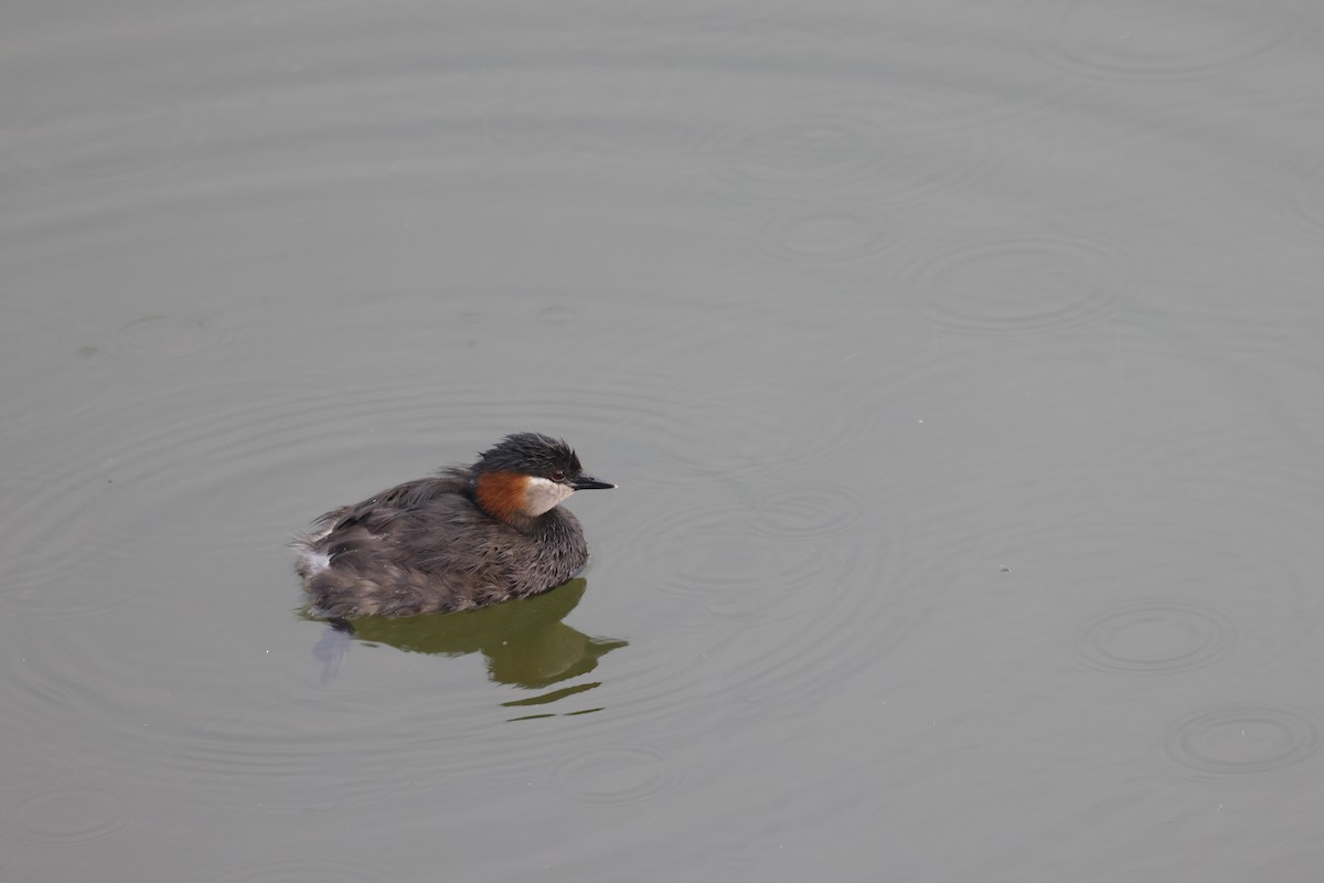 Madagascar Grebe - ML611229959