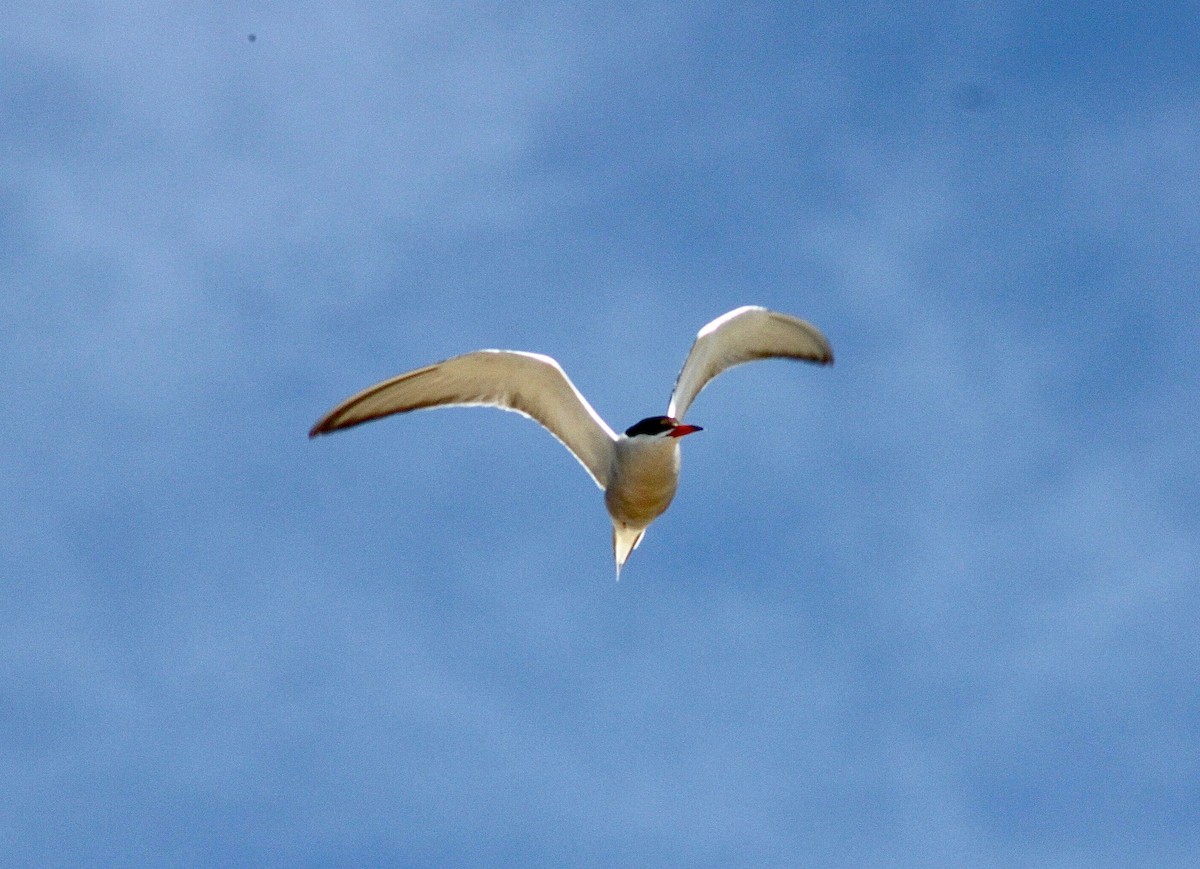 Common Tern (hirundo/tibetana) - Martin Hosier