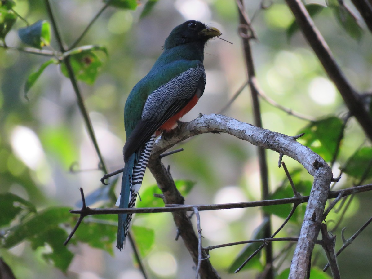 Trogon à queue noire - ML611230025