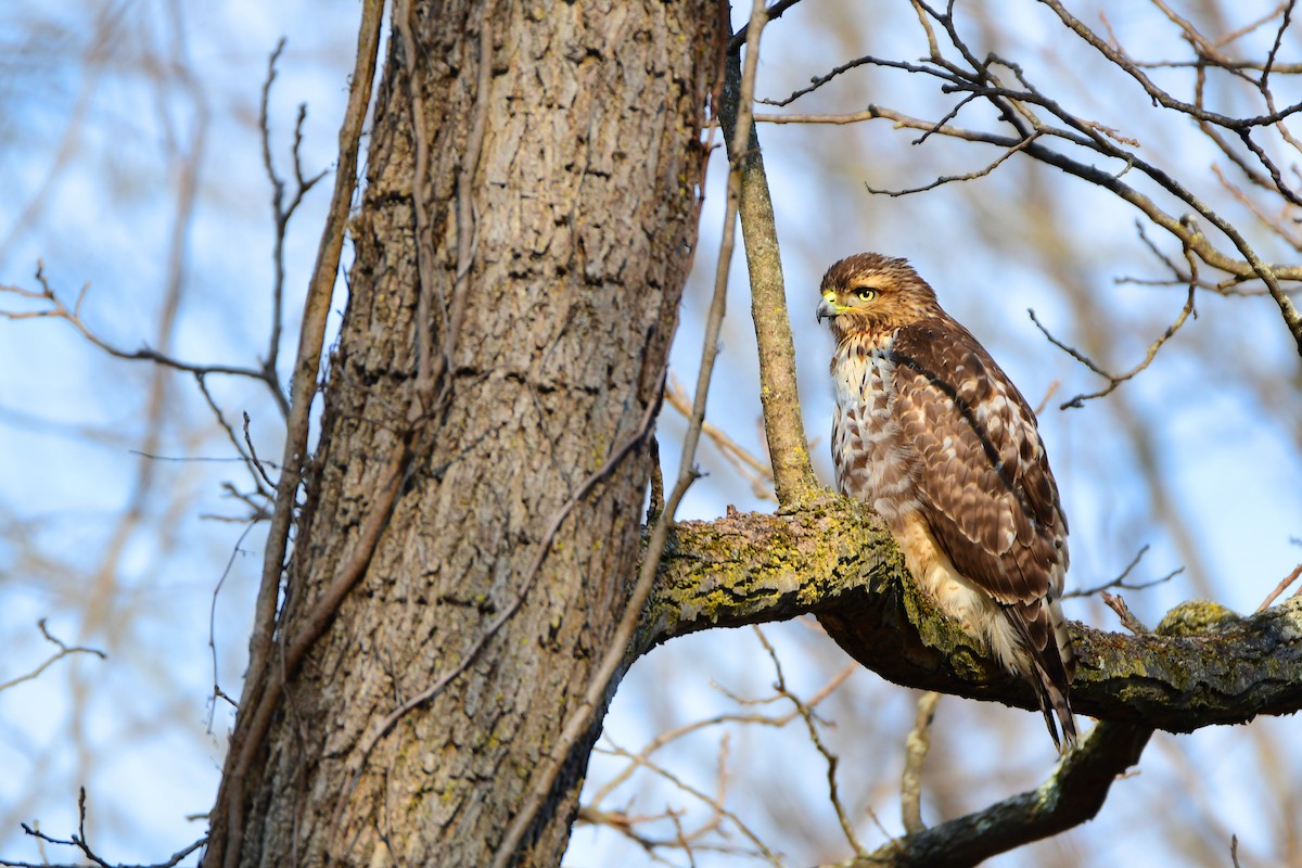 Red-tailed Hawk - ML611230051