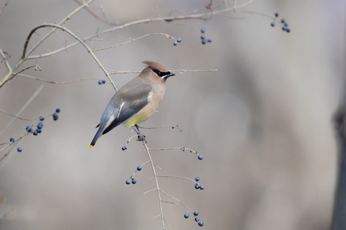 Cedar Waxwing - ML611230077