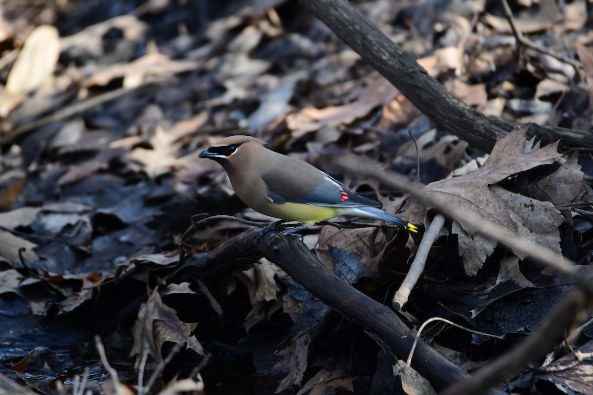 Cedar Waxwing - ML611230078