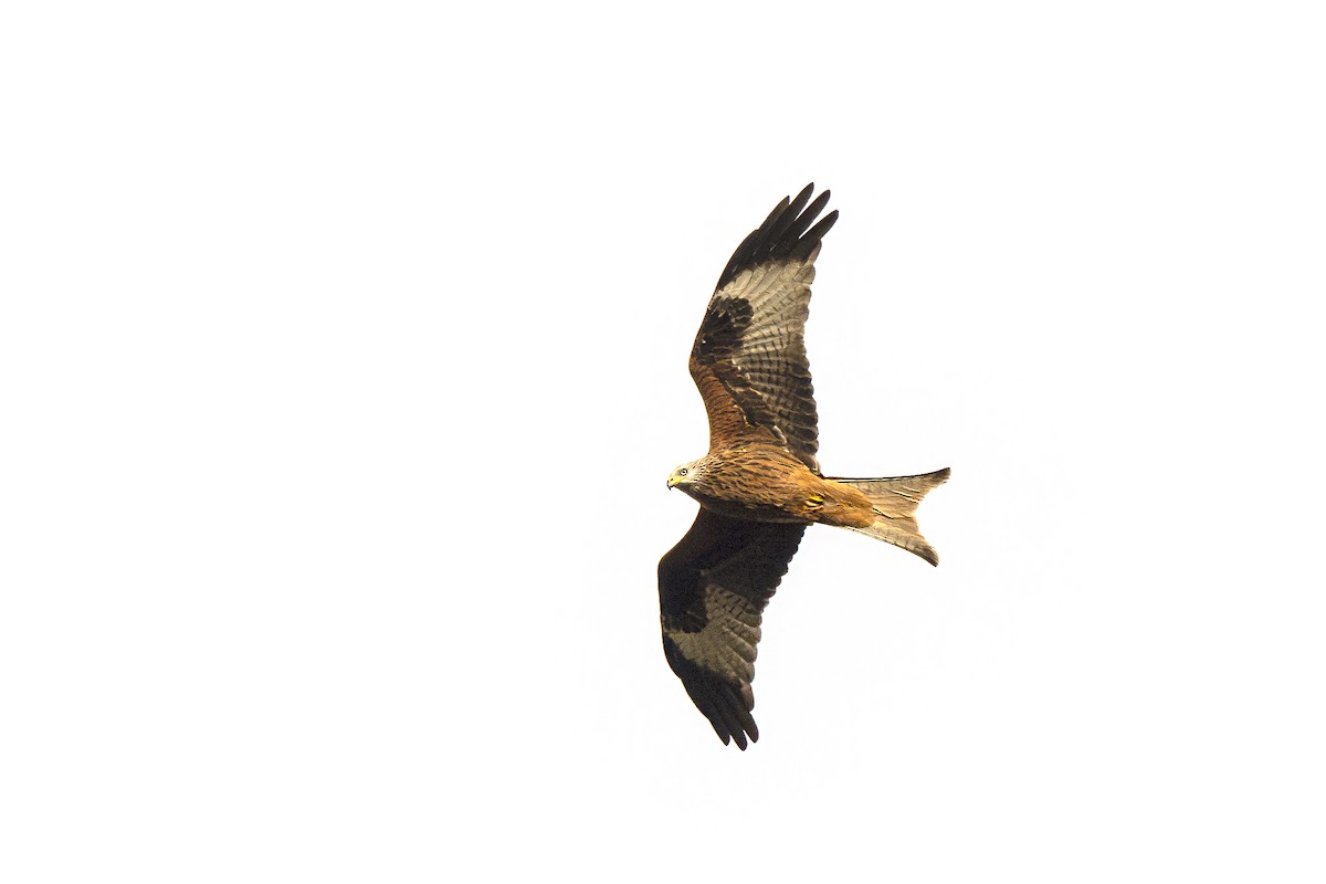 Red Kite - Radek Papranec