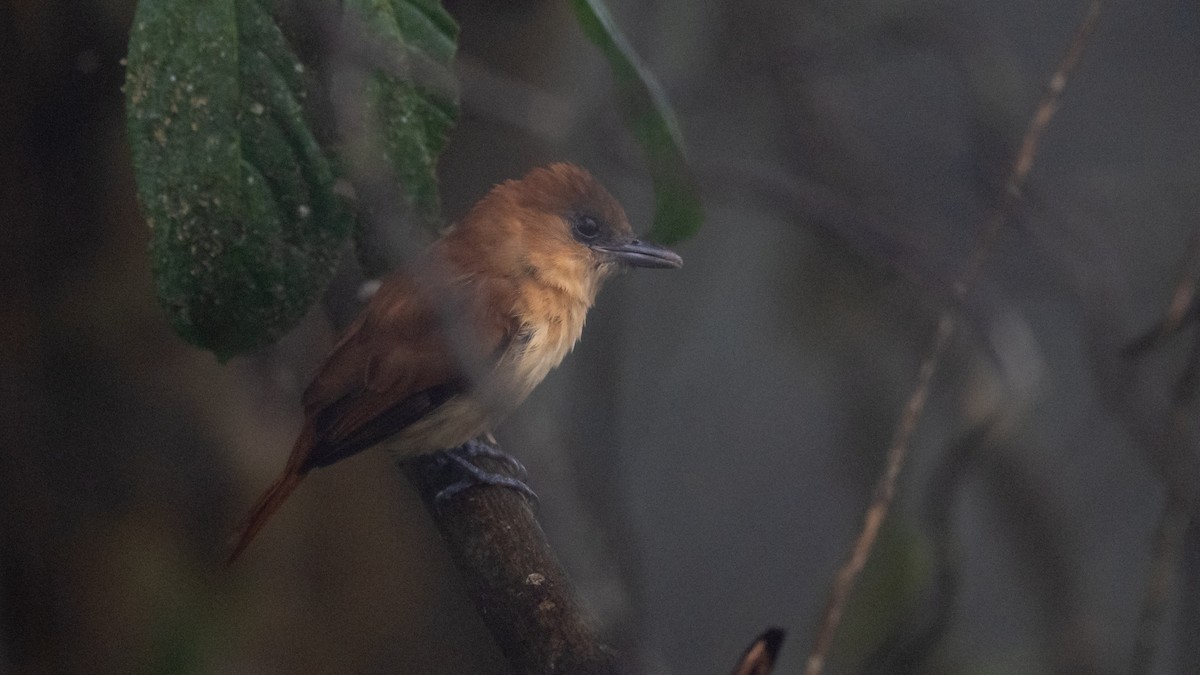 Угольный бекард - ML611230209