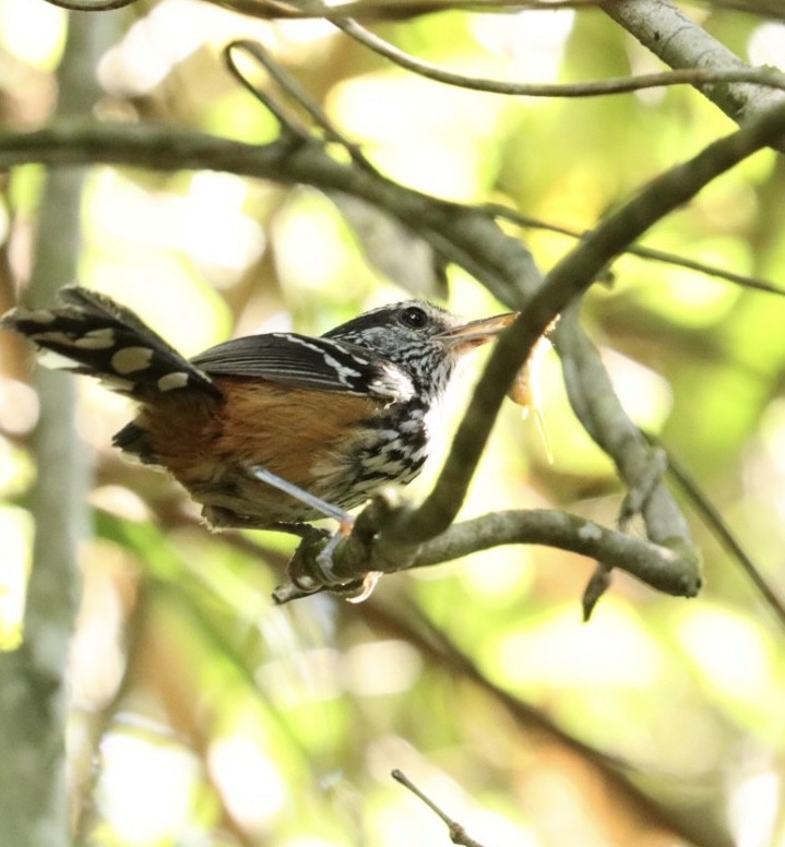 Ochre-rumped Antbird - ML611230247