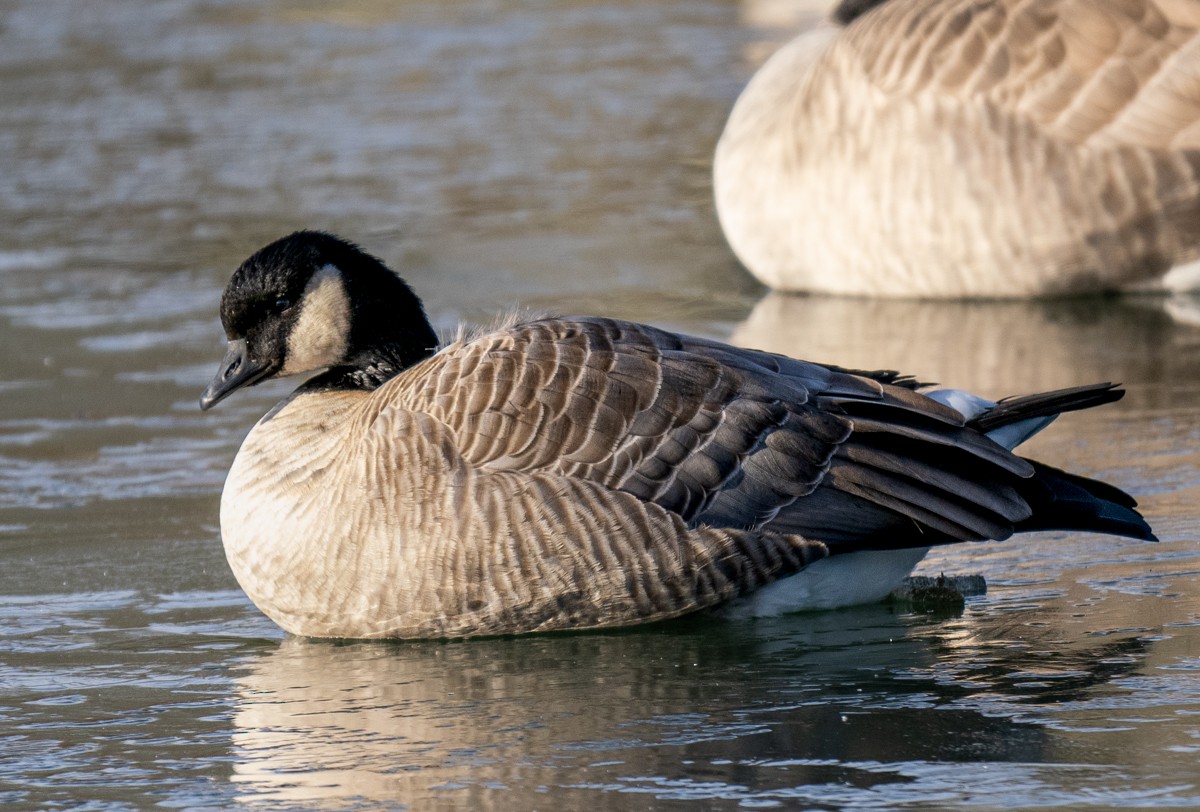 Cackling Goose - ML611230280