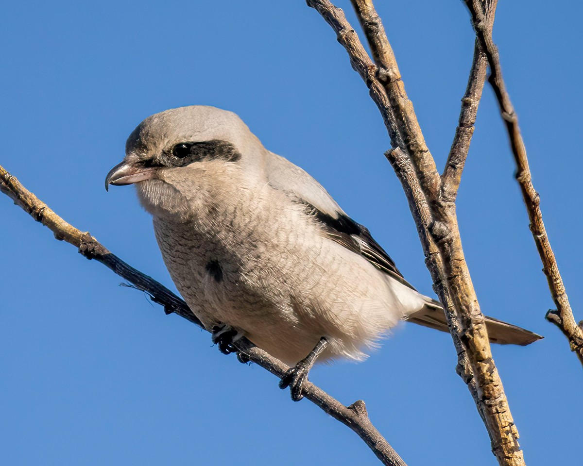 Northern Shrike - ML611230303