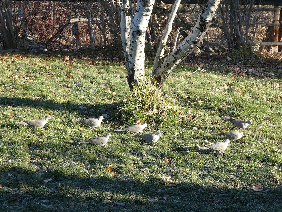 Eurasian Collared-Dove - ML611230336