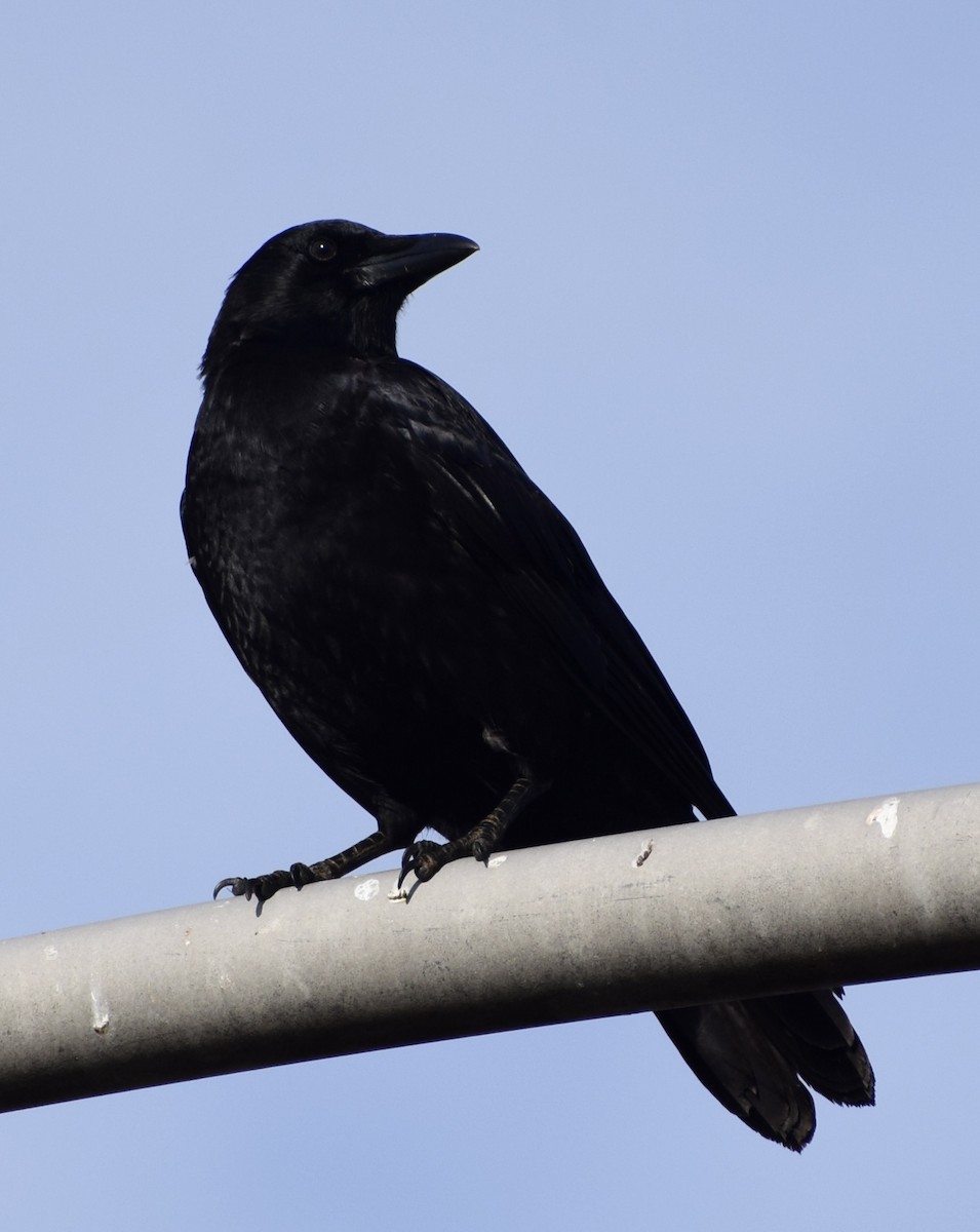 American Crow - ML611230743