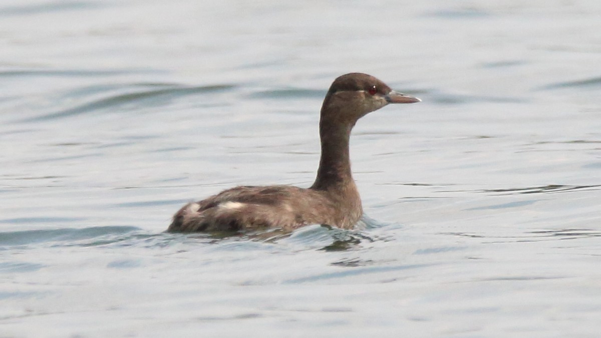 Madagascar Grebe - ML611230747