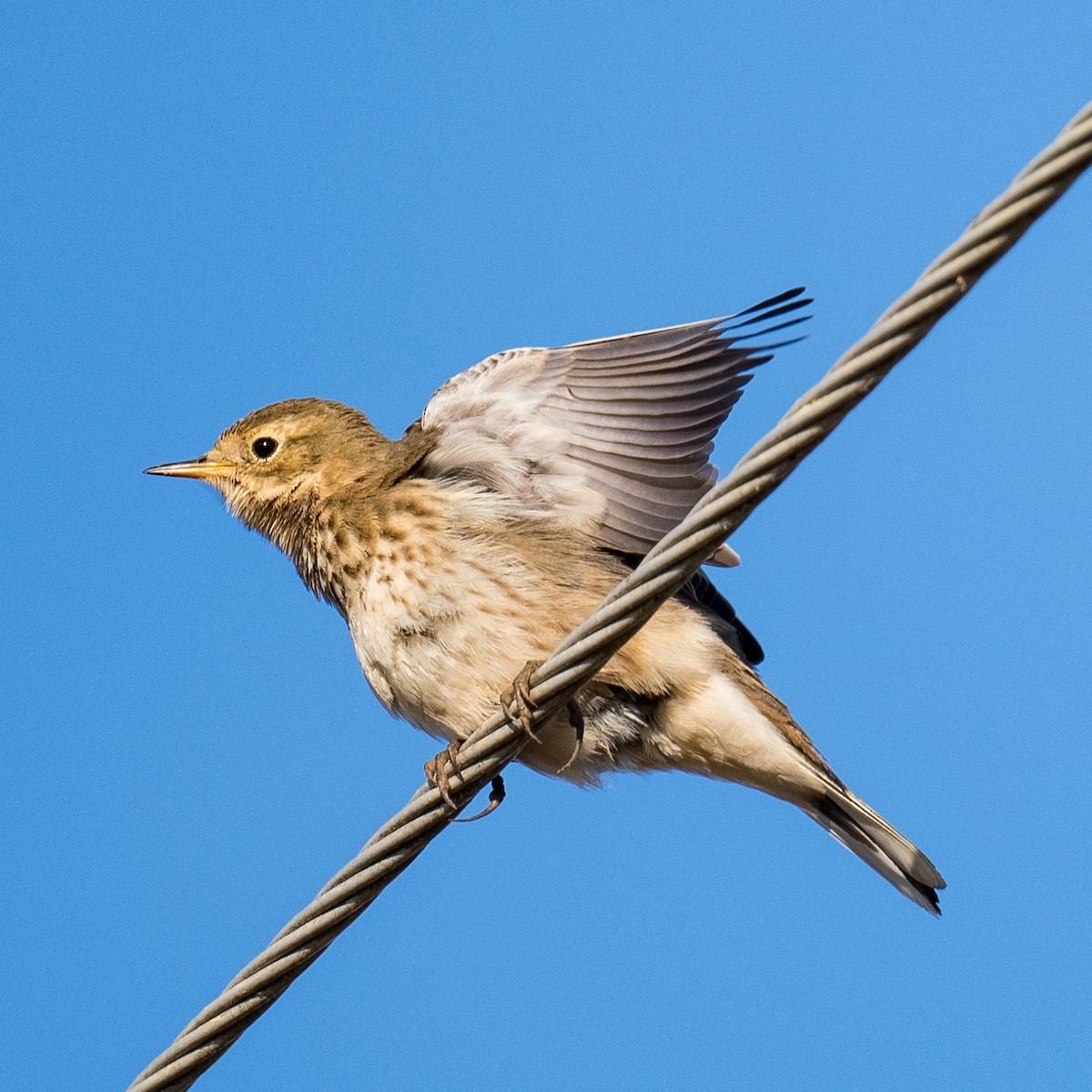 American Pipit - ML611230748