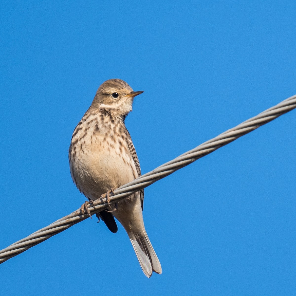 American Pipit - ML611230750