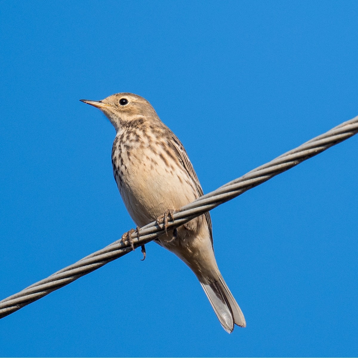 American Pipit - ML611230751