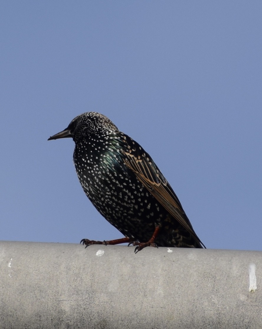 European Starling - ML611230773