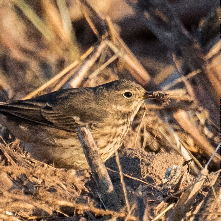 American Pipit - ML611230811