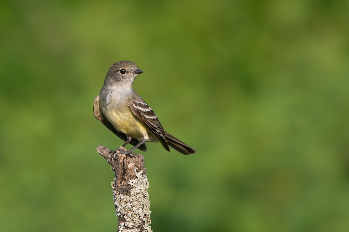 Southern Scrub-Flycatcher - ML611230858