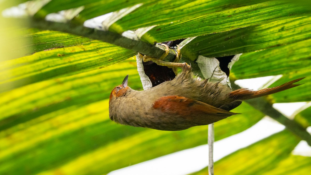 Red-faced Spinetail - ML611230940