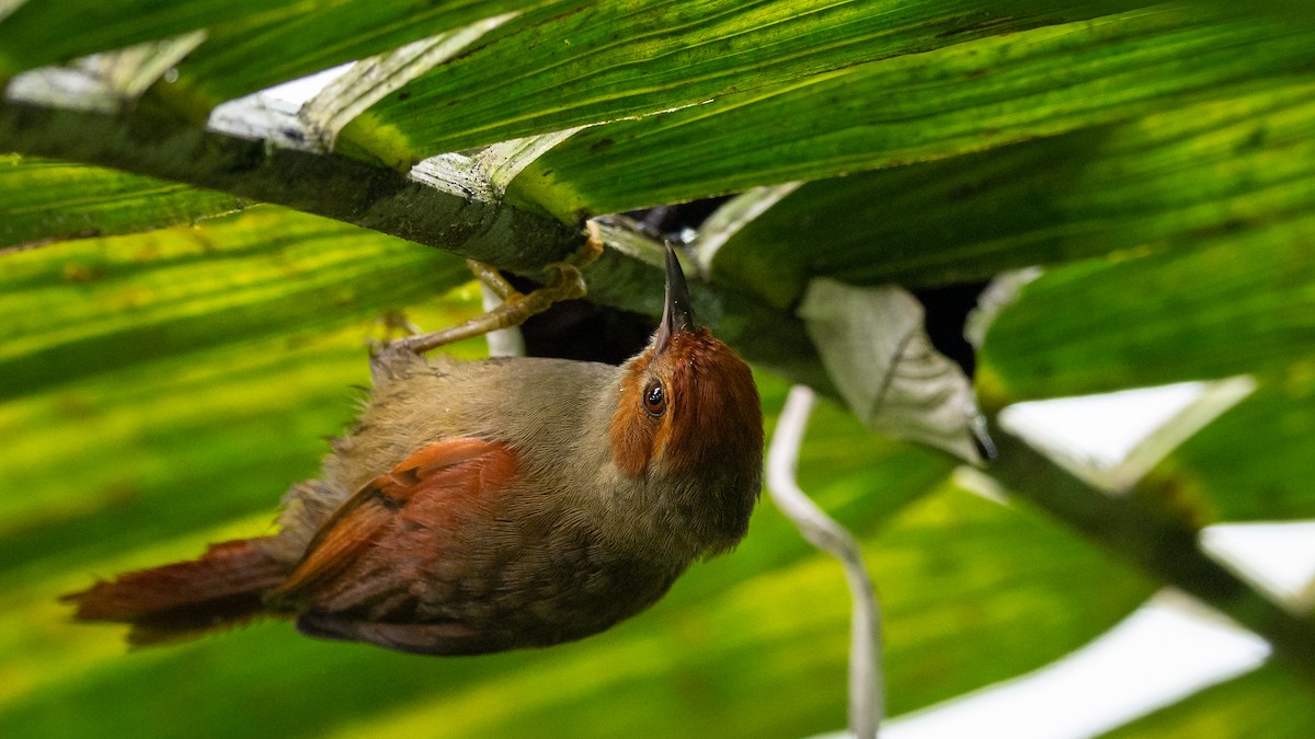 Red-faced Spinetail - Mathurin Malby