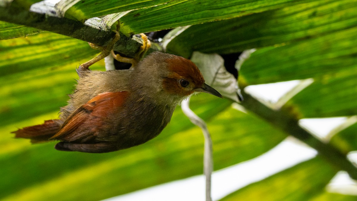 Red-faced Spinetail - Mathurin Malby