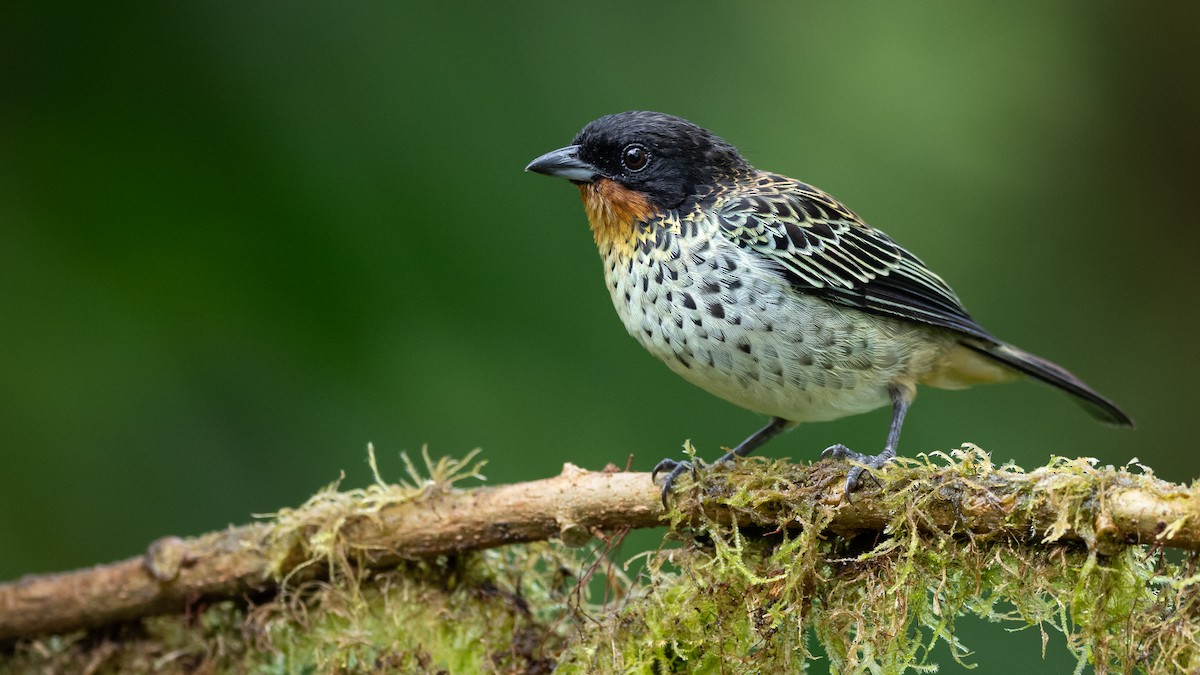 Rufous-throated Tanager - ML611230974