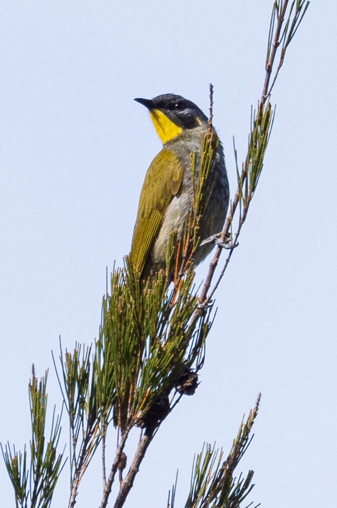 Yellow-throated Honeyeater - ML611230996