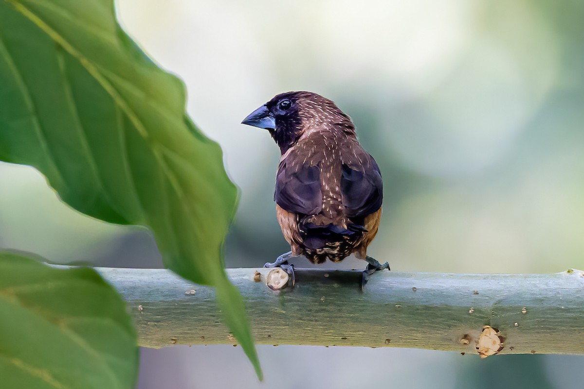 Black-throated Munia - ML611231055