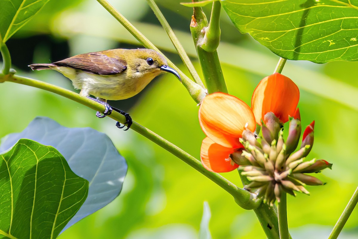 Crimson-backed Sunbird - ML611231072