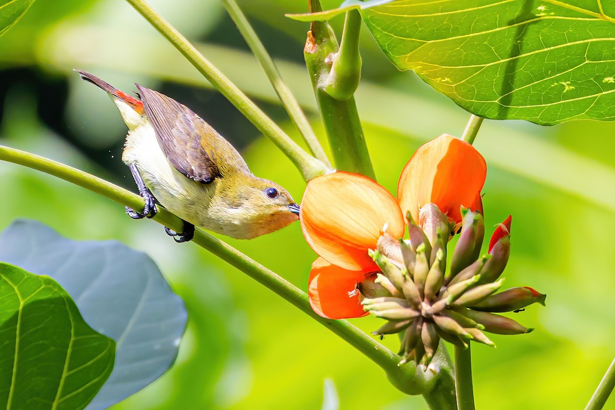 Crimson-backed Sunbird - ML611231073