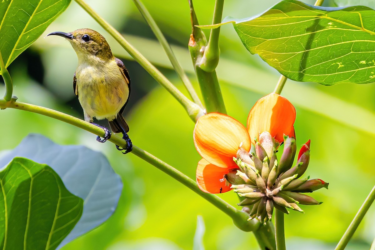 Crimson-backed Sunbird - ML611231074