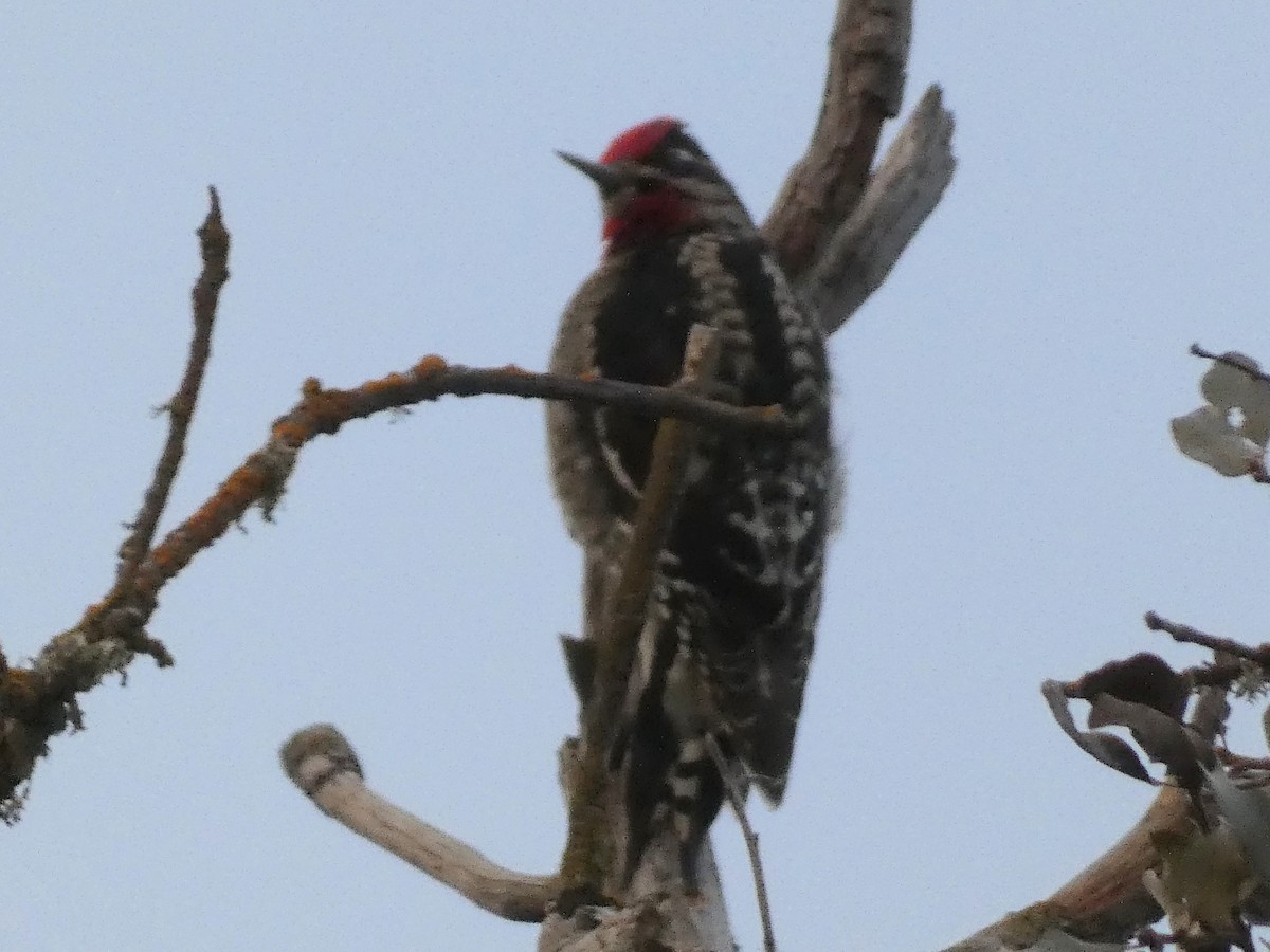 Red-naped Sapsucker - Jeff Harding