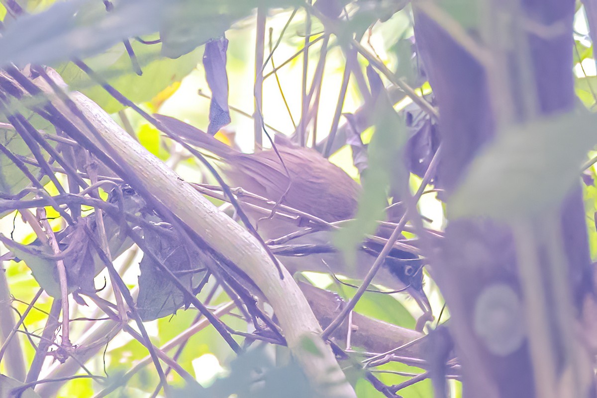 Dark-fronted Babbler - ML611231107