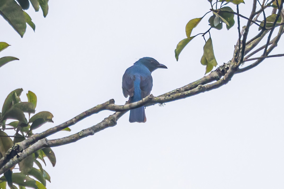 Asian Fairy-bluebird - ML611231142