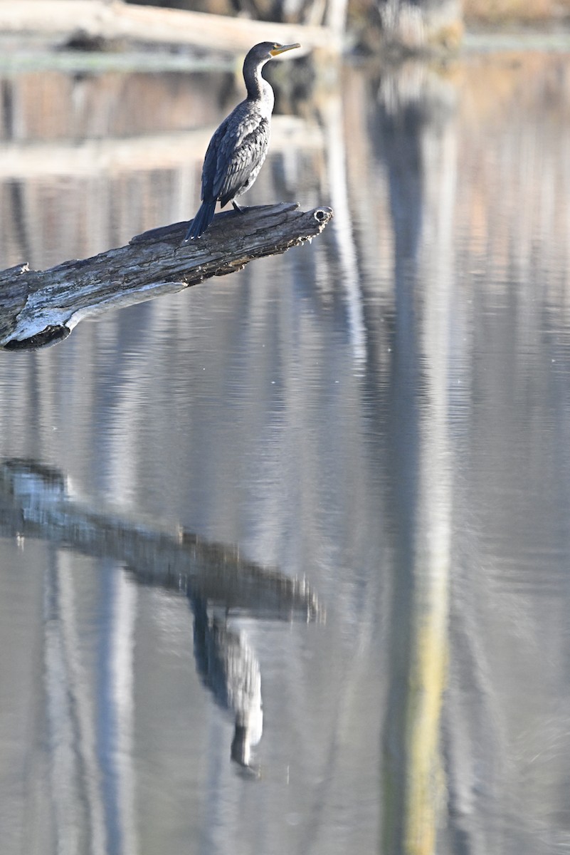 Double-crested Cormorant - ML611231176