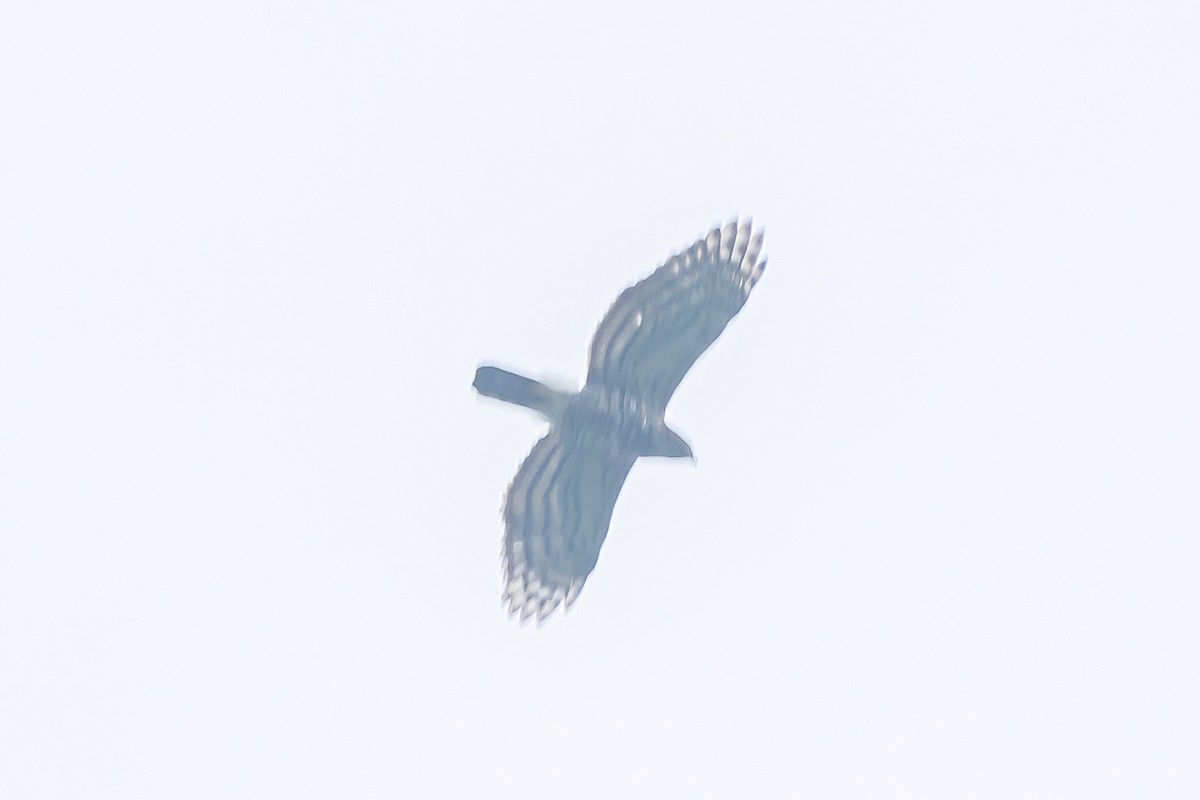 Crested Goshawk - ML611231274