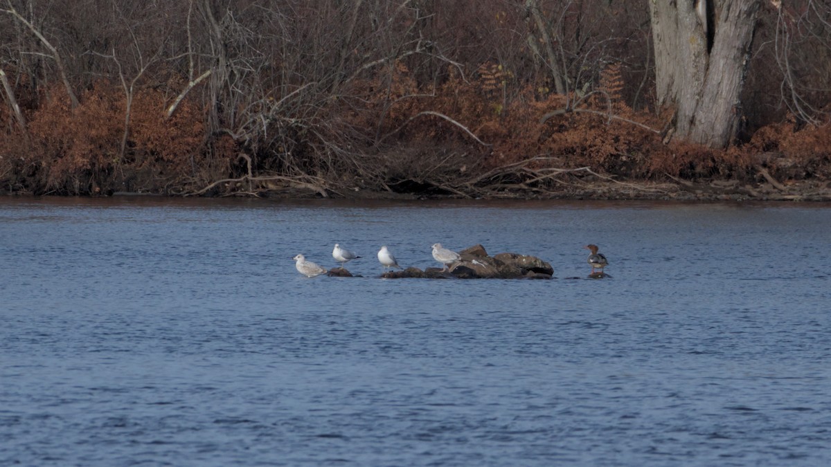 Common Merganser - ML611231279