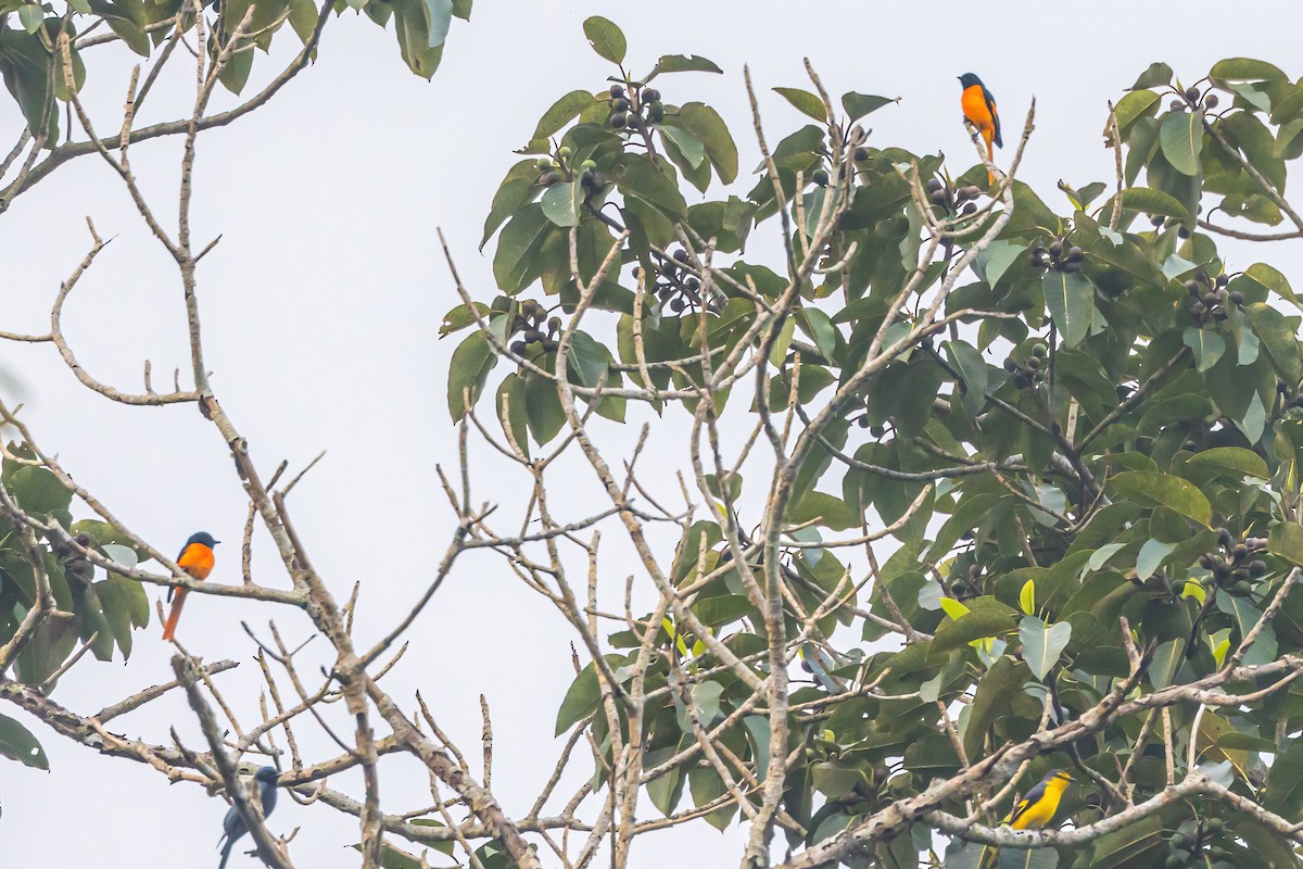 Orange Minivet - ML611231282