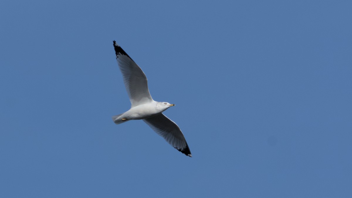 Ring-billed Gull - Robert Howard