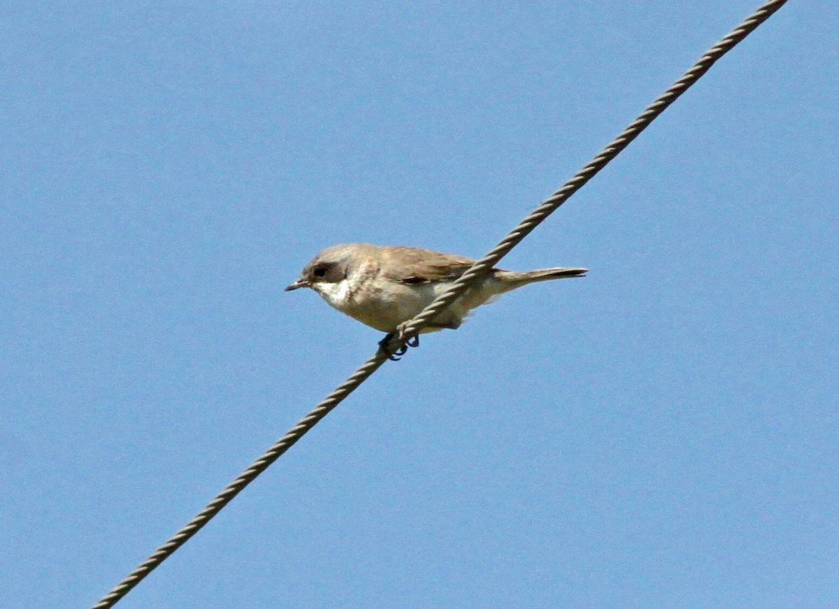 Lesser Whitethroat (Gansu) - ML611231298