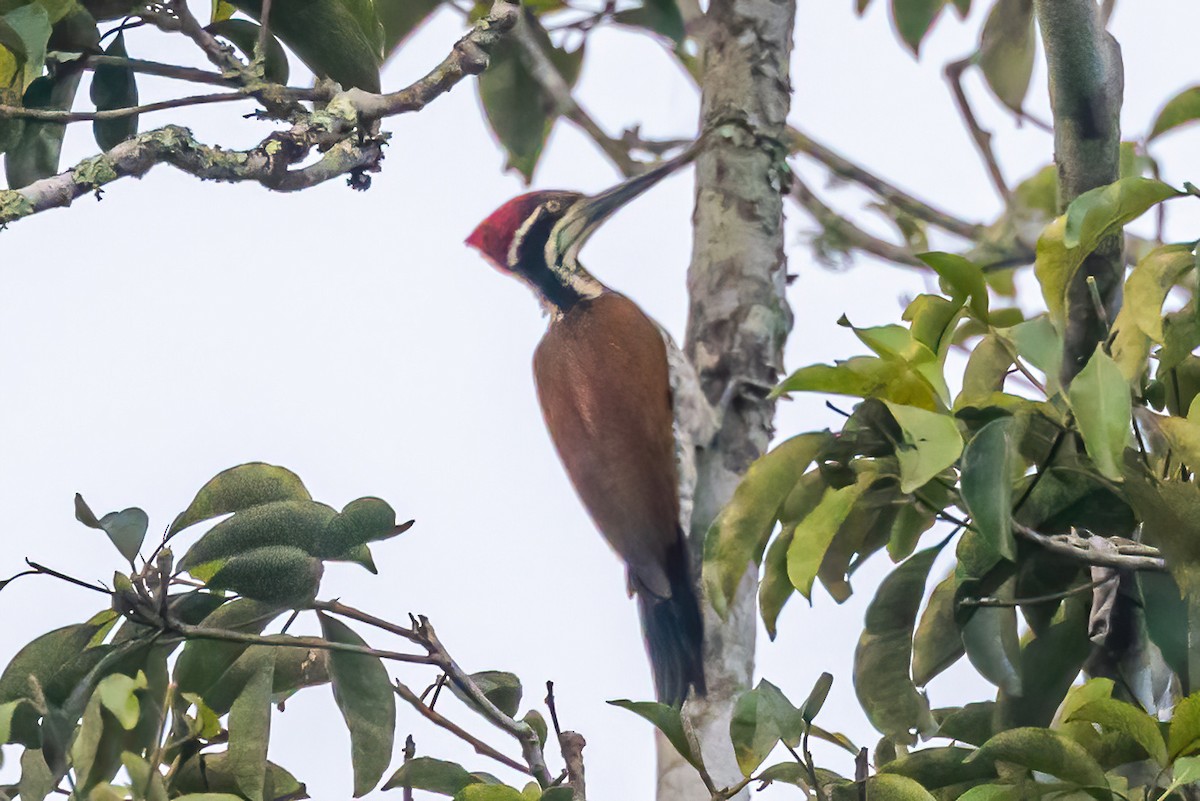 Greater/Common Flameback - ML611231325