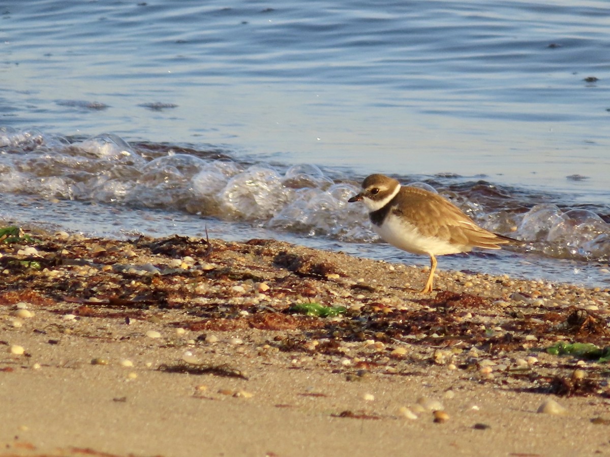 Semipalmated Plover - ML611231329