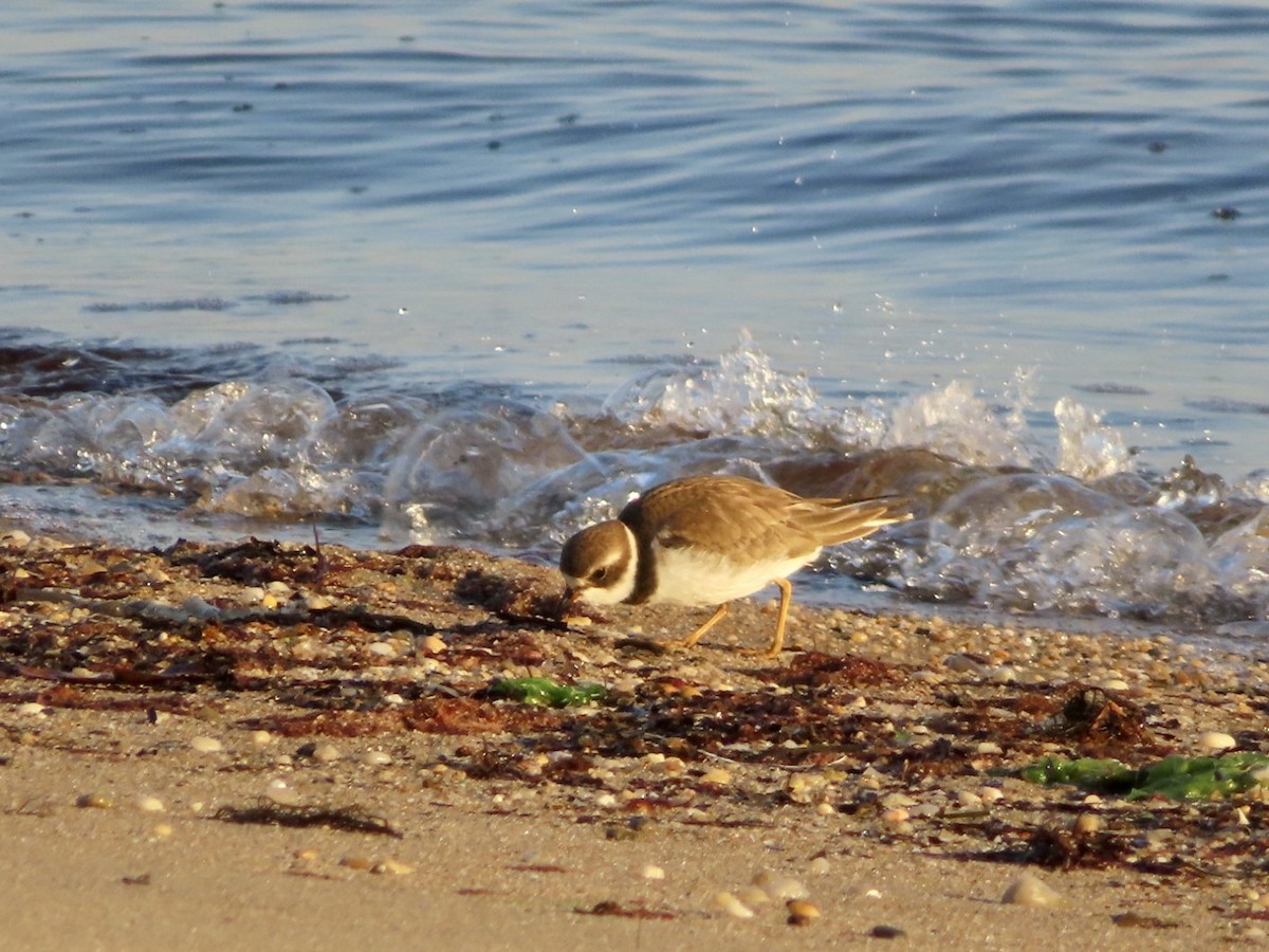 Semipalmated Plover - ML611231330