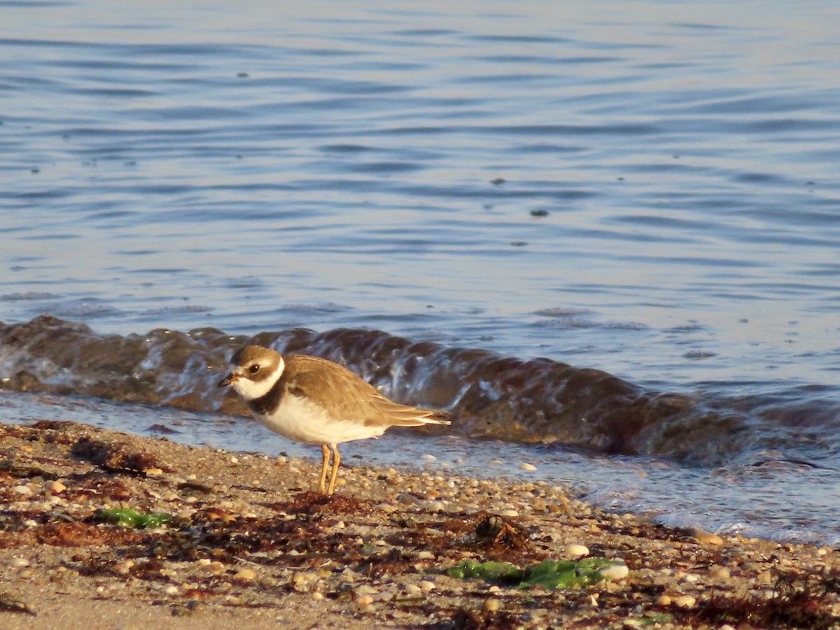 Semipalmated Plover - ML611231331
