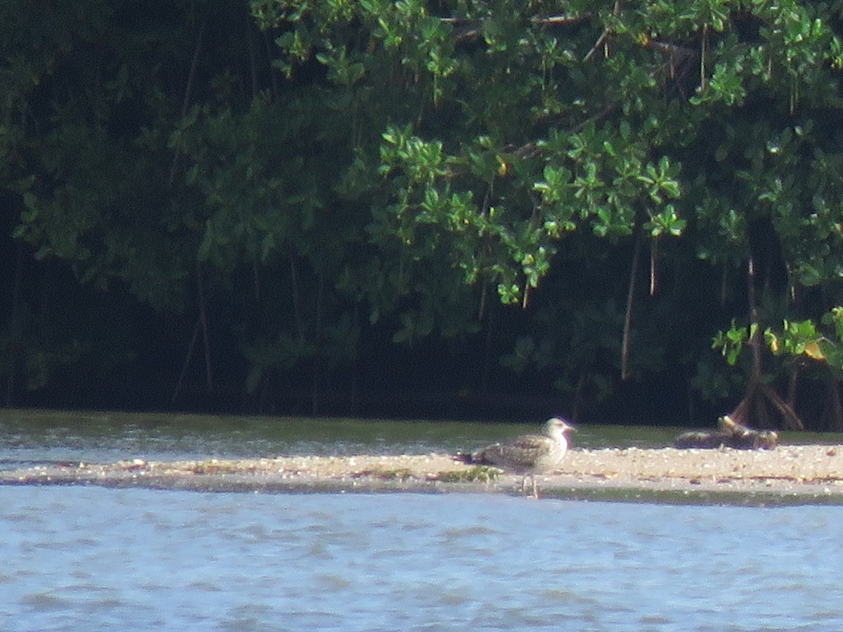 Lesser Black-backed Gull - ML611231484