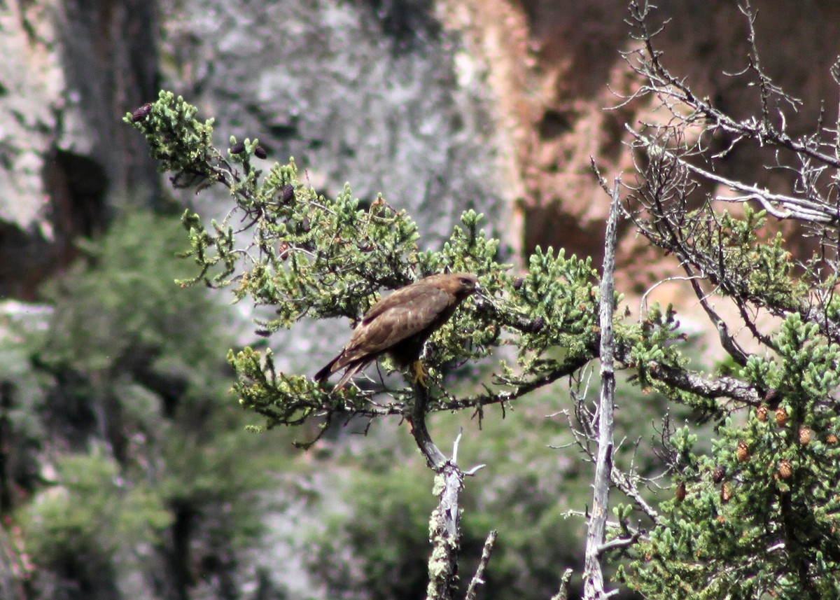 Himalayan Buzzard - Martin Hosier